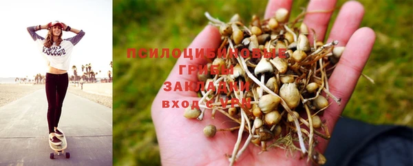 ПСИЛОЦИБИНОВЫЕ ГРИБЫ Вязники